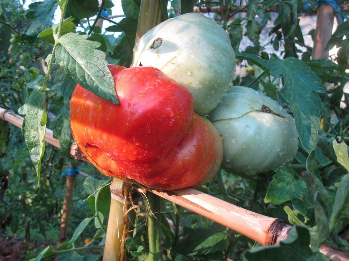 Cottage Poppy Tursac Экстерьер фото