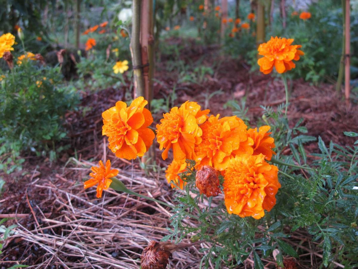 Cottage Poppy Tursac Экстерьер фото